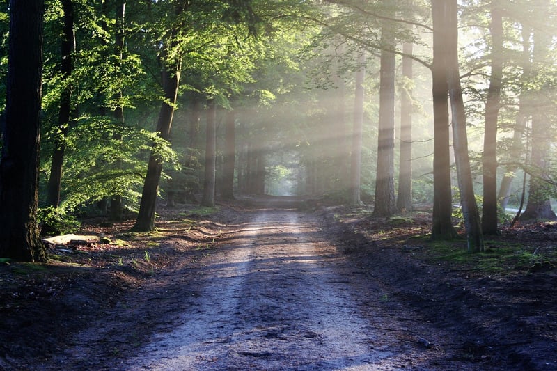 Forest Path Nature Walk